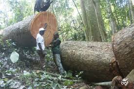 Haut-Uele : 2500 mètres cubes de bois exportés par les ougandais depuis 2020