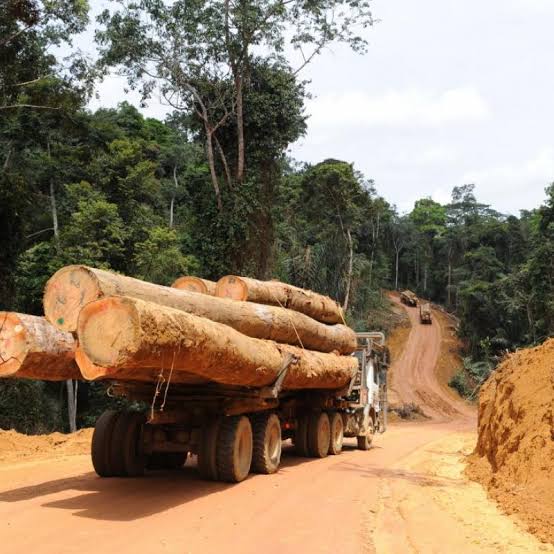 RDC : le gouvernement accuse HCR et OIM de contribuer à la déforestation