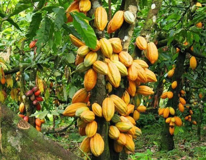 Beni : L&rsquo;ONAPAC intercepte 5 tonnes de cacao destinées à la contrebande vers l&rsquo;Ouganda