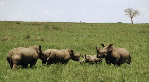 RDC : le Parc national de la Garamba retiré de la Liste du patrimoine mondial en péril de l&rsquo;UNESCO