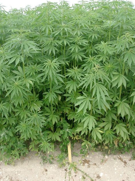 Nord-Kivu : le projet de culture du cannabis médical suscite des inquiétudes sécuritaires