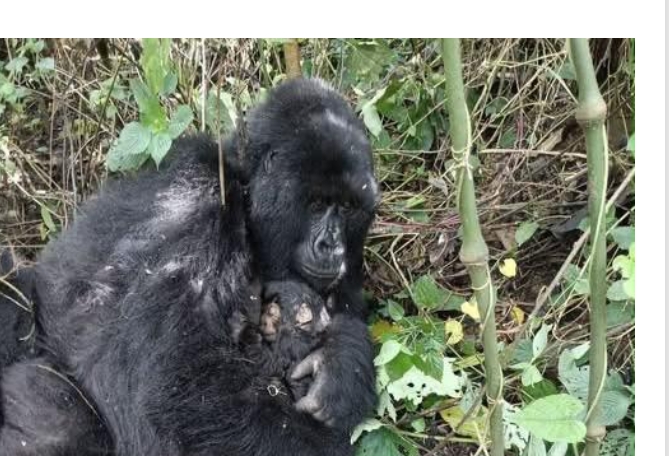 RDC : une nouvelle naissance de gorille de montagne enregistrée au Parc national des Virunga