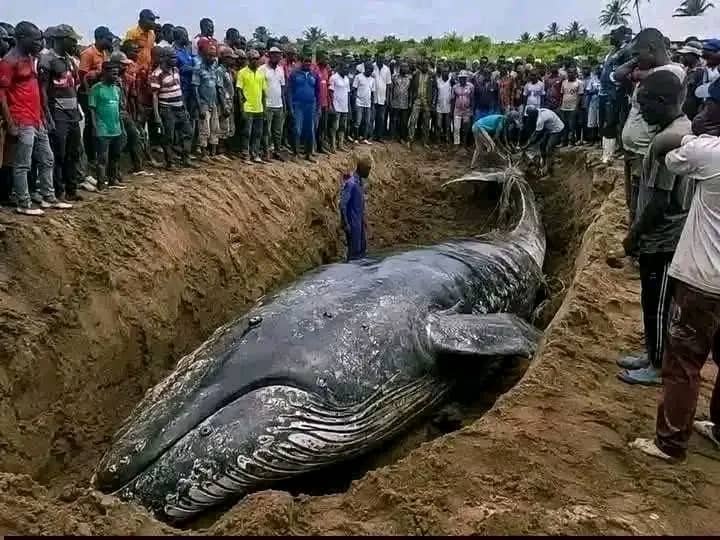 RDC : la baleine échouée à Muanda sera exhumée neuf semaines après son enfouissement