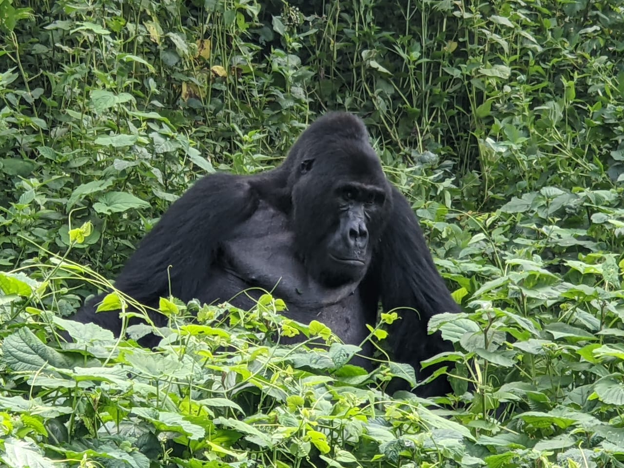 Gorilles de montagne : 13 naissances enregistrées en 2026 dans le parc national des Virunga