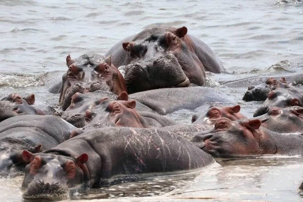 Nord-Kivu : plusieurs carcasses d’hippopotames découvertes dans la rivière Semuliki, l’ICCN appelle à la vigilance