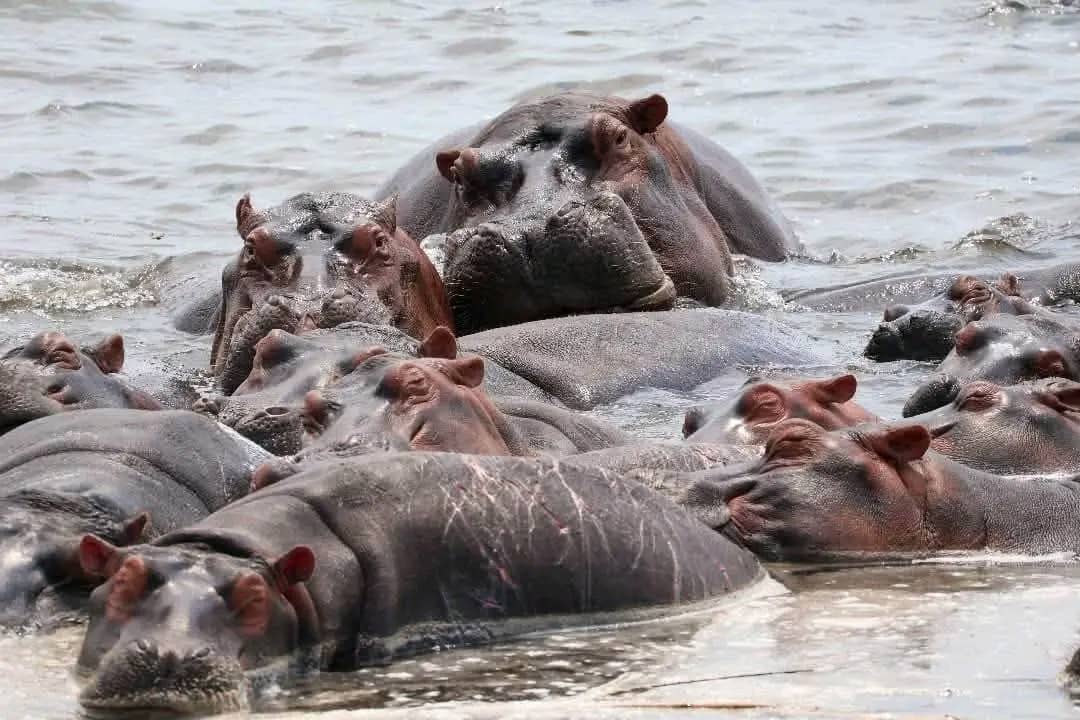 Nord-Kivu : plusieurs carcasses d’hippopotames découvertes dans la rivière Semuliki, l’ICCN appelle à la vigilance