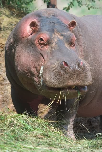 Nord-Kivu : l’anthrax confirmé après la mort de plusieurs hippopotames dans la rivière Semuliki
