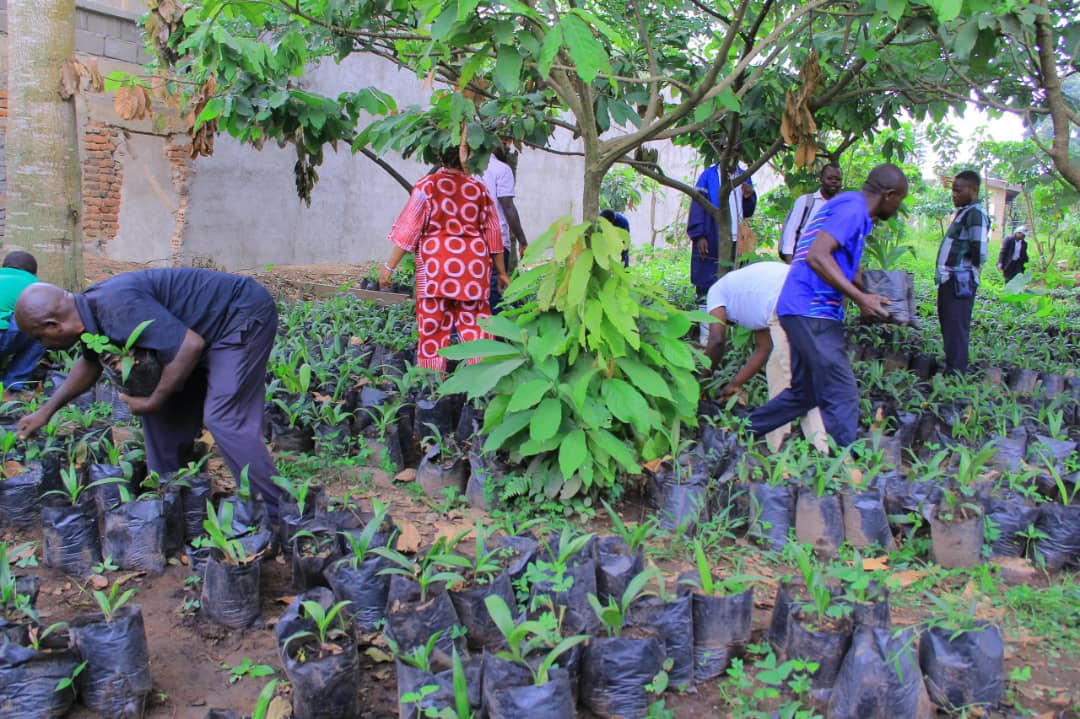 Nord-Kivu : plus de 16 000 plantules de palmier à huile offertes aux producteurs avant la nouvelle campagne agricole à Beni