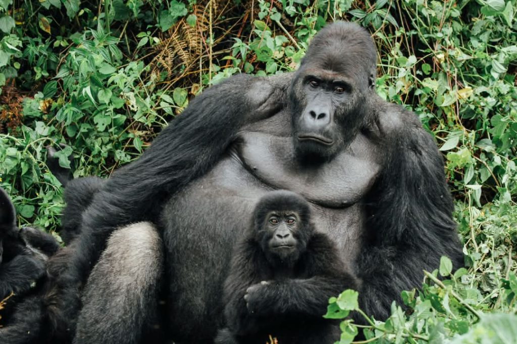 Nord-Kivu : la famille Humba s’agrandit avec la naissance d’un bébé gorille au parc des Virunga